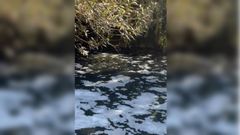 La espuma toma el cauce del ro Sar a su paso por Bertamirns