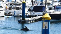 Arroaces en el puerto deportivo de Sanxenxo durante la espera del rey em�rito