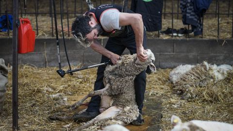 Los agarradores colocan al animal delante de la maquinaria que los va despojar de su lana. Luego actan los rapadores, como el de la imagen