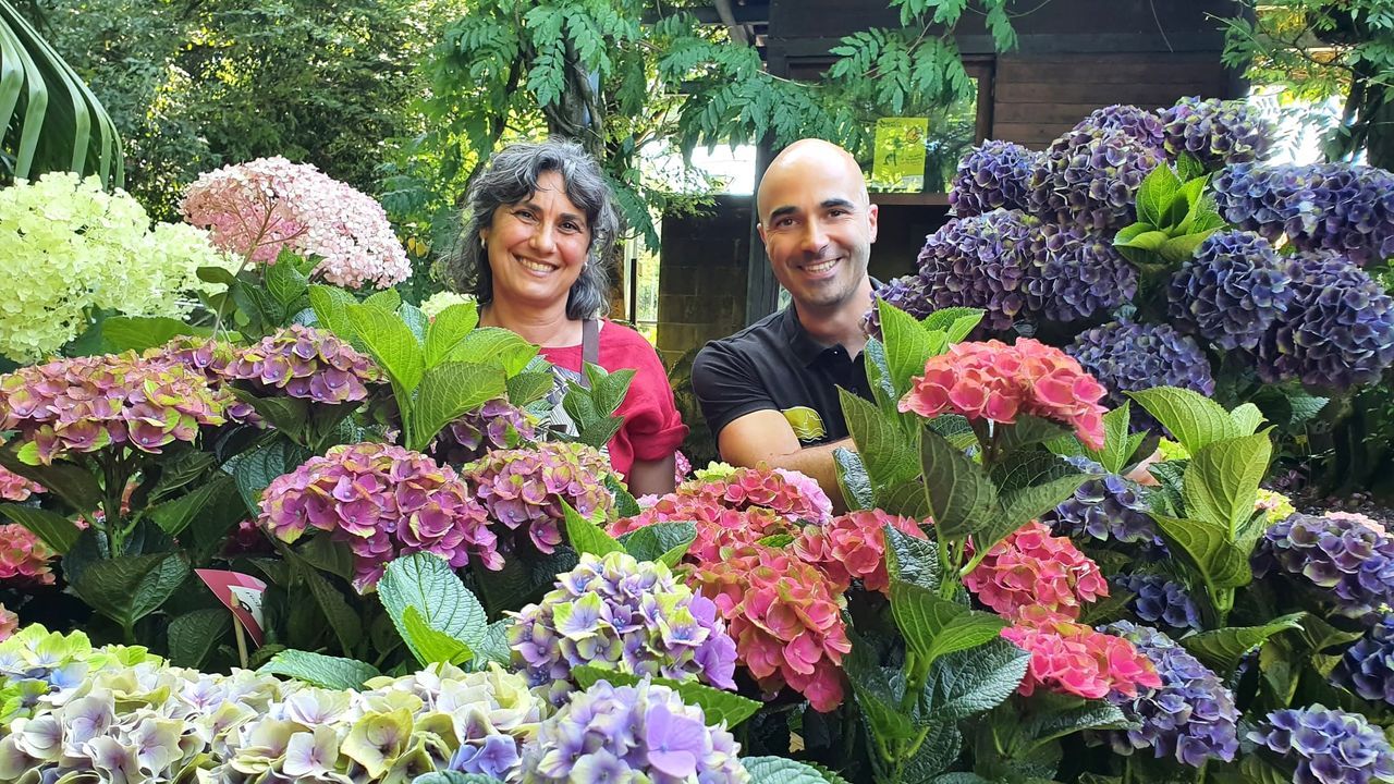 La Fonte Baxa en Luarca organiza para este miércoles una visita especial de hortensias, flor que campa a sus anchas en A Mariña