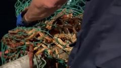 Decomisan en el muelle de Oza ms de 300 kilos de centolla en veda