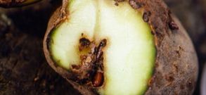 Las larvas de una polilla se alimentan de la patata y la da�an. 