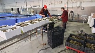 De las 20.000 ostras seleccionadas para esta Navidad, unas 6.000 se env�an para las cenas de fin de a�o