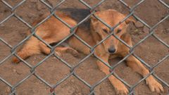 Imagen de un perro en un recinto de ganader�a