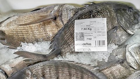 La etiqueta de pescadeRas con la que salen sargos tan vistosos como estos de la lonja, en una foto de archivo