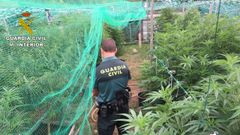 La plantaci�n de marihuana intervenida en una finca del municipio de Barro, en Pontevedra