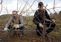 Luis Pardo y C�sar Enr�quez podan vides de bodegas Cach�n en la localidad de Abeleda.