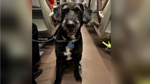 El perro Boro, desaparecido tras el accidente de trenes de Adamuz.