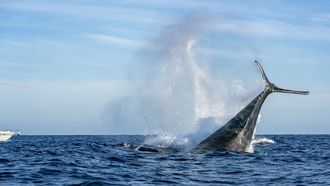 Imagen de archivo de una ballena jorobada