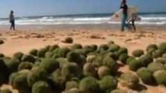 Turistas y surfistas, asombrados por las misteriosas �bolas verdes�