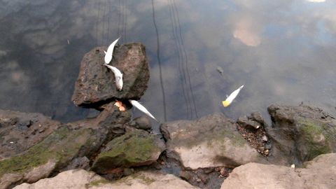 Peces muertos en el r�o Llongas