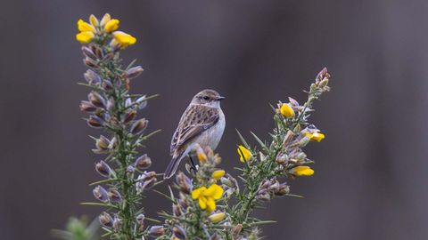 Ejemplar de tarabilla del Amur avistado en Malpica