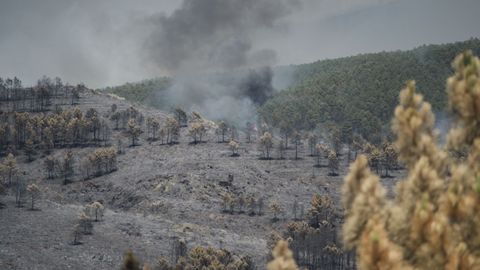 Extensi&oacute;n forestal quemada por el incendio, a 18 de julio de 2026, en La Mierla, Guadalajara.