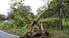 �rbol tronzado por el fuerte viento en la zona de Bastavales, en Bri�n