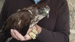 El �guila ratonera que fue rescatada este jueves en una parroquia de Caldas por operarios del servicio de residuos