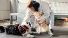 Can Da Man, el nuevo programa del CHUO que permite la visita a los pacientes de sus perros
