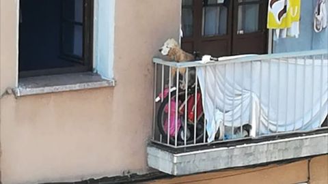 Terraza donde se encuentran los perros recluidos en una terraza de Ventanielles