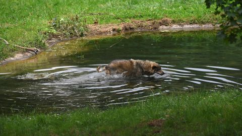 El lobo Belmon en un charco del recinto de la Casa del Lobo de Asturias