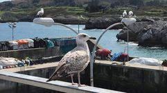 Gaviotas en un soleado puerto de Llanes.Gaviotas en un soleado puerto de Llanes