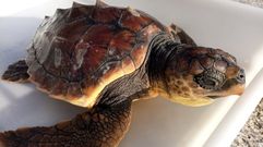 Comanchera, la �ltima tortuga atendida por los bi�logos de Cemma