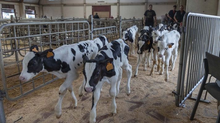 En Galicia, por�fortuna, todav�a no se ha detectado ning�n positivo por esta enfermedad