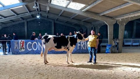Una de las reses presentadas a la subasta de este s�bado en Friol.