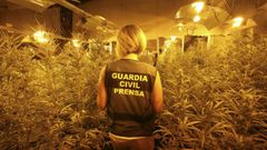 Plantaci�n de cannabis desmantelada hace a�os por la Guardia Civil en una nave de As Somozas, el cannabis es la droga ilegal m�s consumida en la zona de Ferrol. 