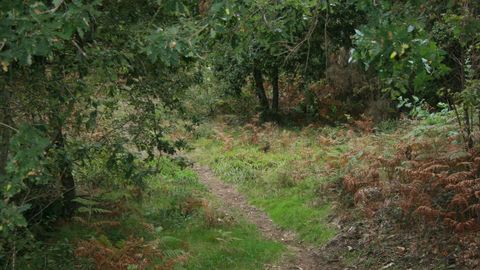 Paseo por el monte entre vegetación en tiempos de semi-confinamiento