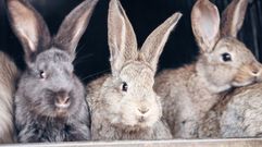 Los conejos perecieron por un virus hemorr�gico letal.