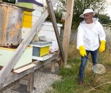 Un vecino combate con m�todos caseros la temida velutina. 