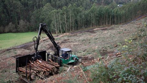En imagen de archivo, trabajos de saca de madera en el monte San Roque, en Viveiro