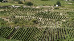 Vi�edos acogidos a la denominaci�n de origen Ribeiro, la m�s antigua de Galicia