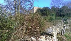 En la imagen superior, estado de una de las fincas de la calle Falagueira cuyo desbroce exigieron los vecinos al Ayuntamiento. A la derecha, da�os causados por la vegetaci�n en el muro de piedra que sirve de cierre a una finca que linda con la muralla en su parte inferior