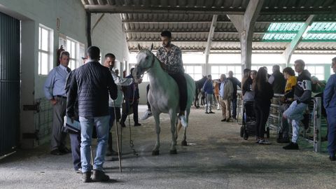 Feira do cabalo en Castro de Ribeiras de Lea.