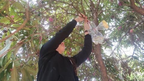 Alumnos del IES Cachada colocando trampas para velutinas
