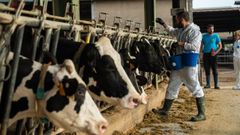 Catalu�a lleva meses vacunando a su caba�a ganadera contra la dermatosis nodular contagiosa