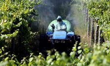 El consello quiere eliminar del censo a los viticultores inactivos desde hace cinco a�os. 