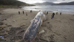 �Ballenas en la costa gallega? S�, ya van siete en apenas un mes