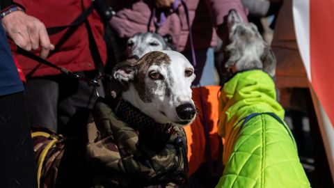 Concentracin en Toledo de miembros de la Plataforma no a la Caza, con sus perros, para protestar contra la nueva ley