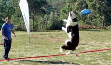 Los perros aprender�n a coger el disco volador en el aire. 