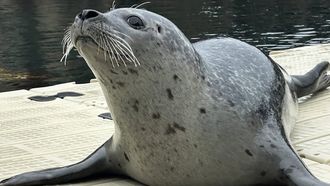 Jinzi, la nueva foca del Aquarium Finisterrae
