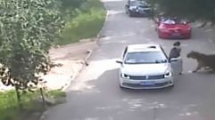 Ataque mortal de un tigre en un parque safari de China