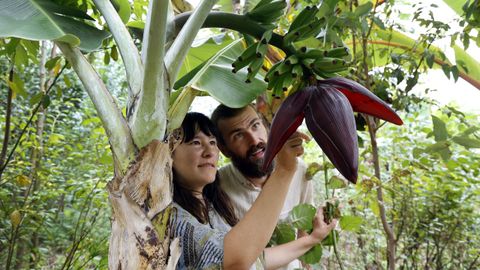 Ana Sosa y Jaime Otero�observando una�pi�a nueva de pl�tanos en su finca