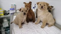Cachorros abandonados en una aldea de Pontevedra