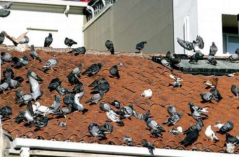 La estampa de decenas de palomas sobre los tejados de Vilagarc�a parece que ya es historia.