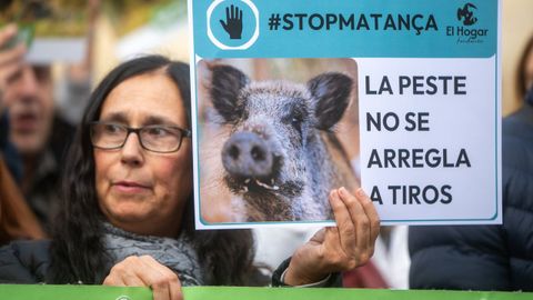 En Catalu�a se han manifestado�contra el sacrificio de jabal�es para evitar la peste porcina