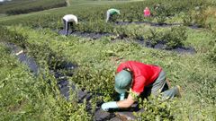 Plantaci�n de ar�ndanos en Horticina, en foto de archivo