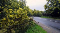 Carretera de Coucieiro a Senande, en Mux�a