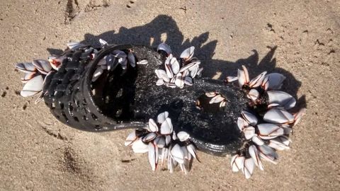 � Pollicipes Pollicipes  (Percebe) colonizando chancla en el mar de Razo� el pasado agosto