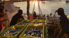 Descarga de sardina en el puerto de A Coru�a en junio del 2026.